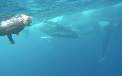 We swim with whales in Tonga